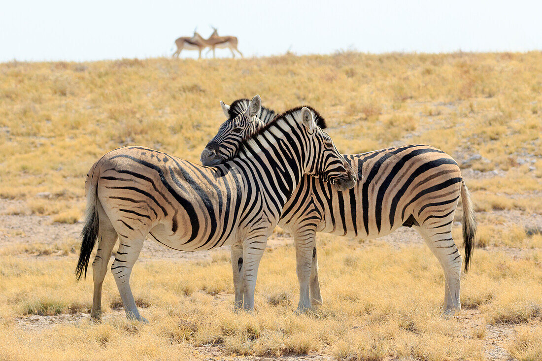 Afrika, Namibia, Etosha-Nationalpark. Einschnürende Zebras mit Springböcken im Hintergrund