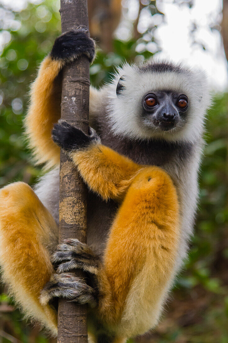 Madagaskar, Andasibe, Vakona Lodge, Lemureninsel. Diadem-Sifaka (Propithecus diadema) schaut neugierig auf etwas.