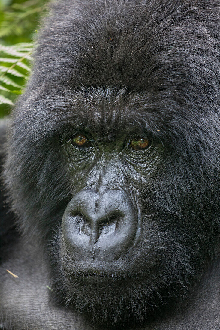 Afrika, Ruanda, Volcanoes National Park, Nahaufnahme eines erwachsenen männlichen Berggorillas (Gorilla beringei beringei) im Regenwald in den Virunga-Bergen