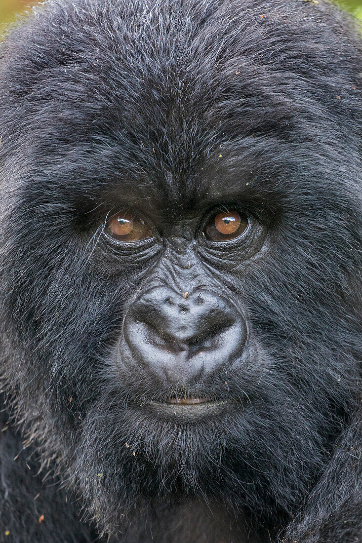 Afrika, Ruanda, Volcanoes National Park, Close-up Portrait of Mountain Gorilla (Gorilla beringei beringei) während er im Regenwald in den Virunga-Bergen ruht
