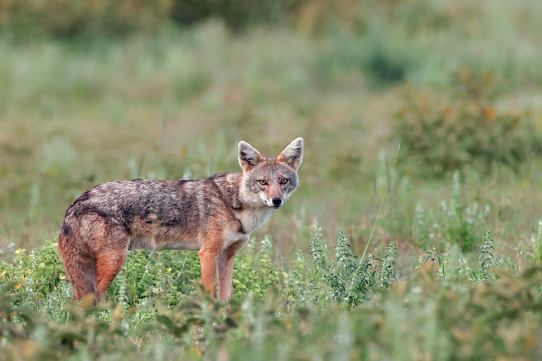 Golden jackal, Serengeti National Park, Tanzania, Africa