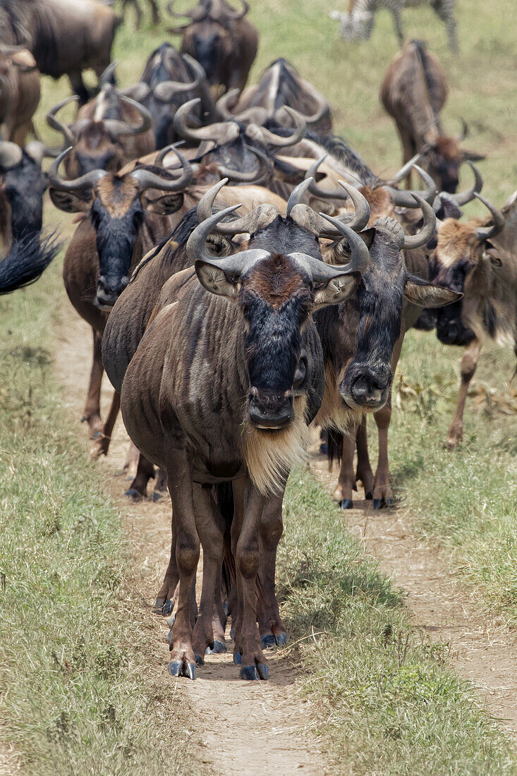 Riesige Gnuherde während der Migration, Serengeti Nationalpark, Tansania, Afrika