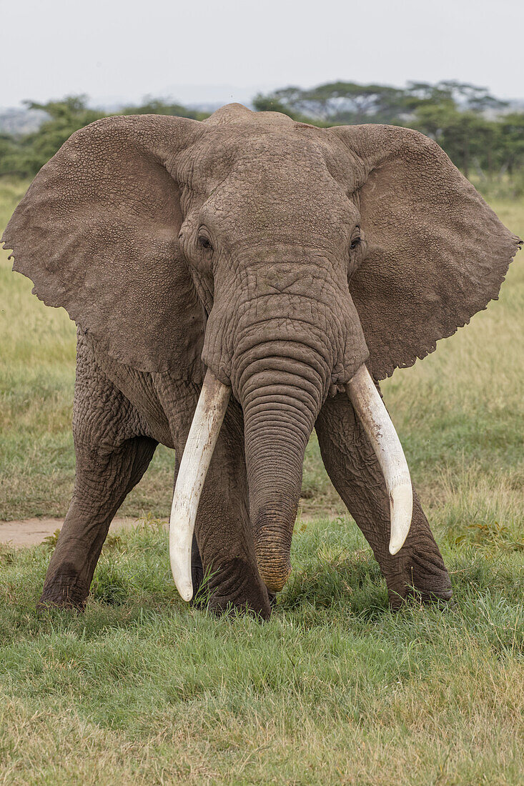 Großer afrikanischer Elefantenbulle, Serengeti Nationalpark, Tansania, Afrika