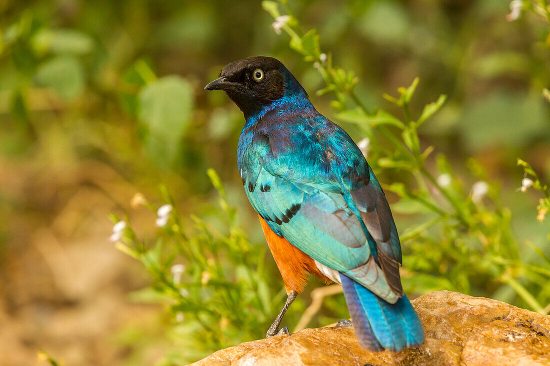 Africa, Tanzania, Serengeti National Park. Superb starling close-up