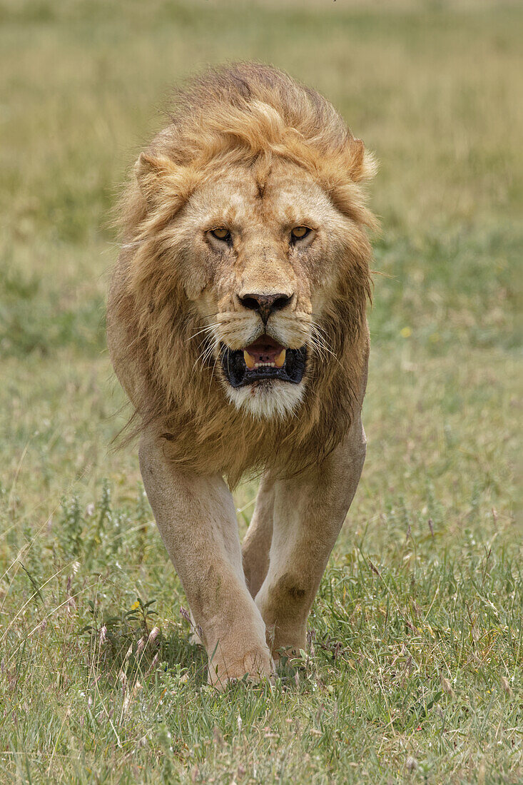 Erwachsener männlicher Löwe, Serengeti Nationalpark, Tansania, Afrika