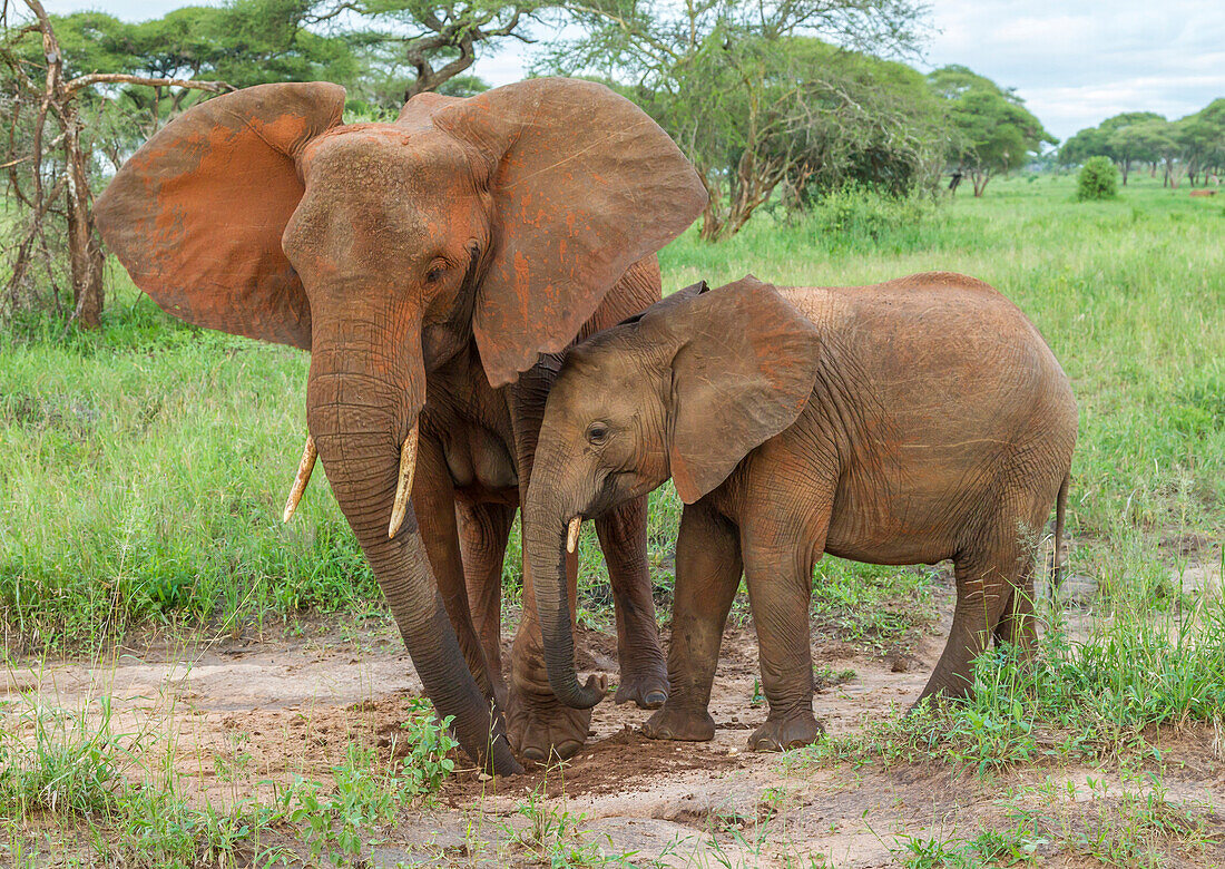 Africa, Tanzania, Tarangire National Park. African elephant adult and baby