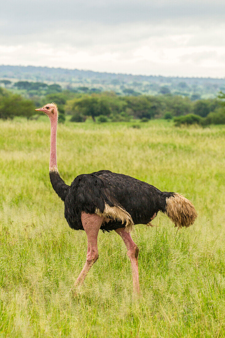 Africa, Tanzania, Tarangire National Park. Ostrich male close-up