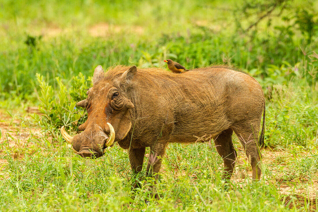 Afrika, Tansania, Tarangire-Nationalpark. Warzenschwein mit Gelbschnabel-Madenhacker, der ihn pflegt