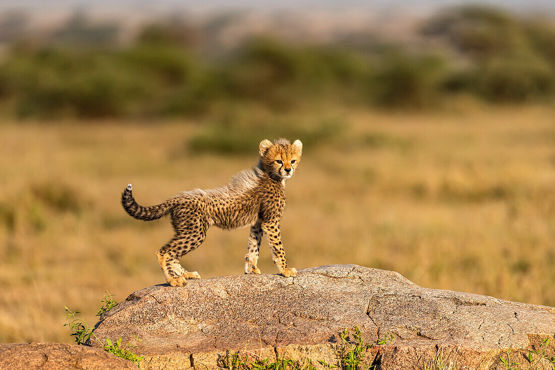 Afrika, Tansania, Serengeti-Nationalpark. Baby-Gepard auf Felsbrocken