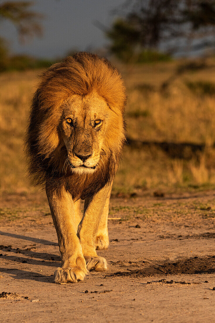 Afrika, Tansania, Serengeti-Nationalpark. Nahaufnahme eines männlichen Löwen