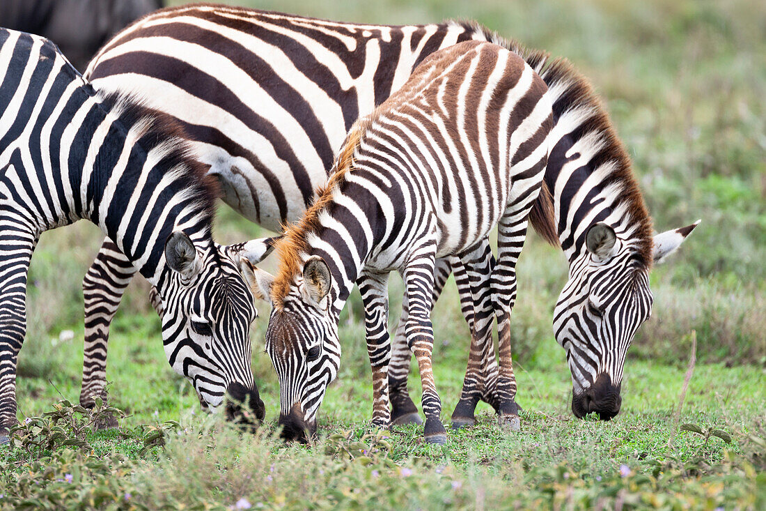 Africa, Tanzania. Two zebra graze with its brownish foal.
