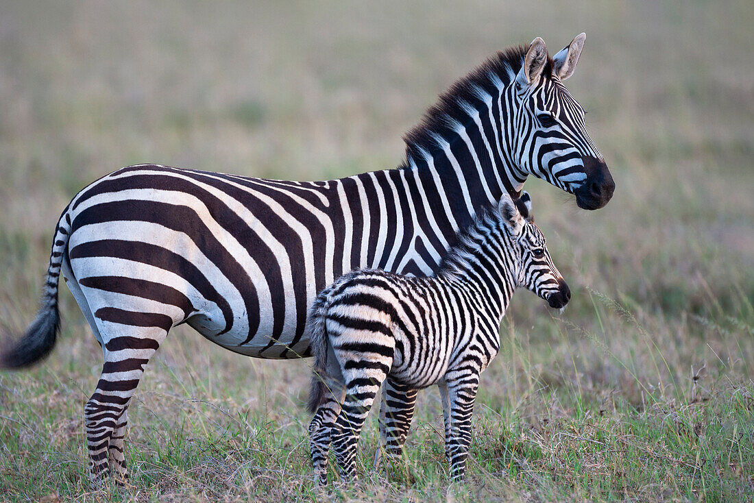 Africa, Tanzania. A young foal stands next to its mother.