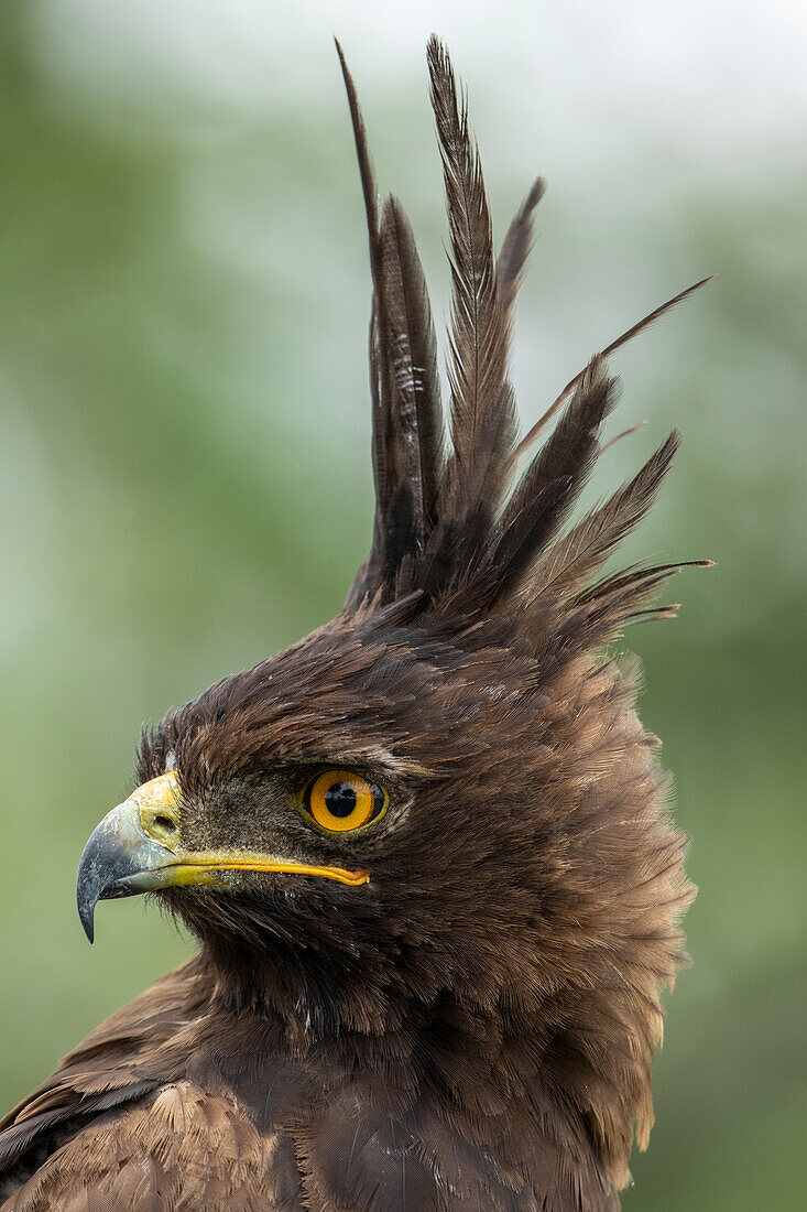 Africa, Tanzania, Ngorongoro Conservation Area, Long- Crested Eagle (Lophaetus occipitalis) stands perched on dead tree branch on Ndutu Plains