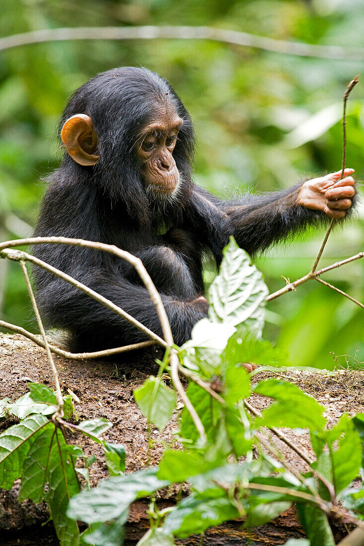 Afrika, Uganda, Kibale-Nationalpark, Ngogo-Schimpansenprojekt. Ein kleiner Schimpanse spielt mit einem Stock.