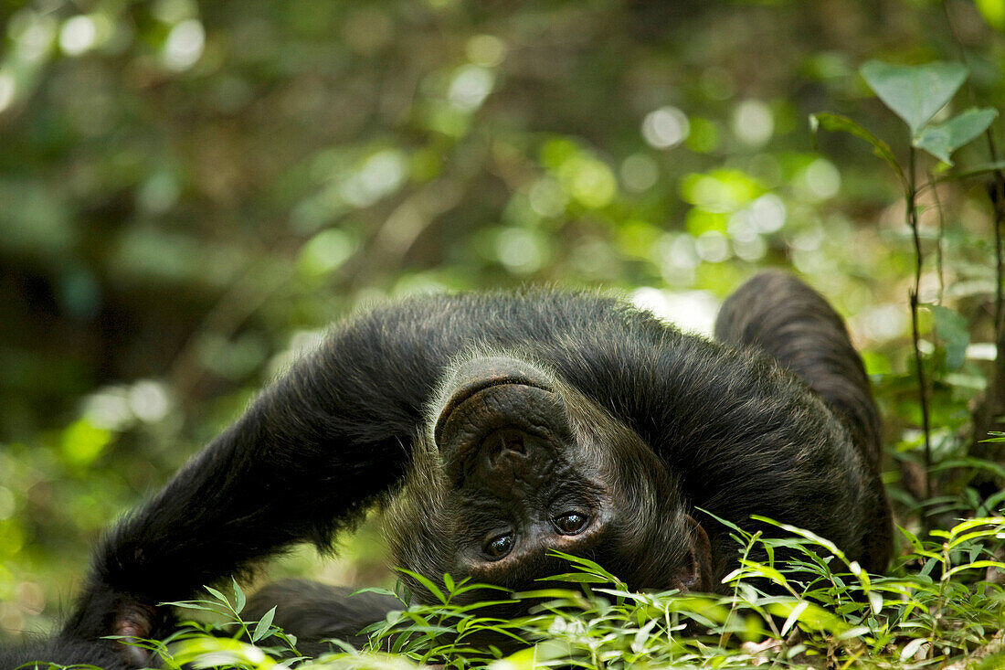 Afrika, Uganda, Kibale-Nationalpark, Ngogo-Schimpansenprojekt. Ein junger erwachsener männlicher Schimpanse, der sich auf Waldweg hinlegt.