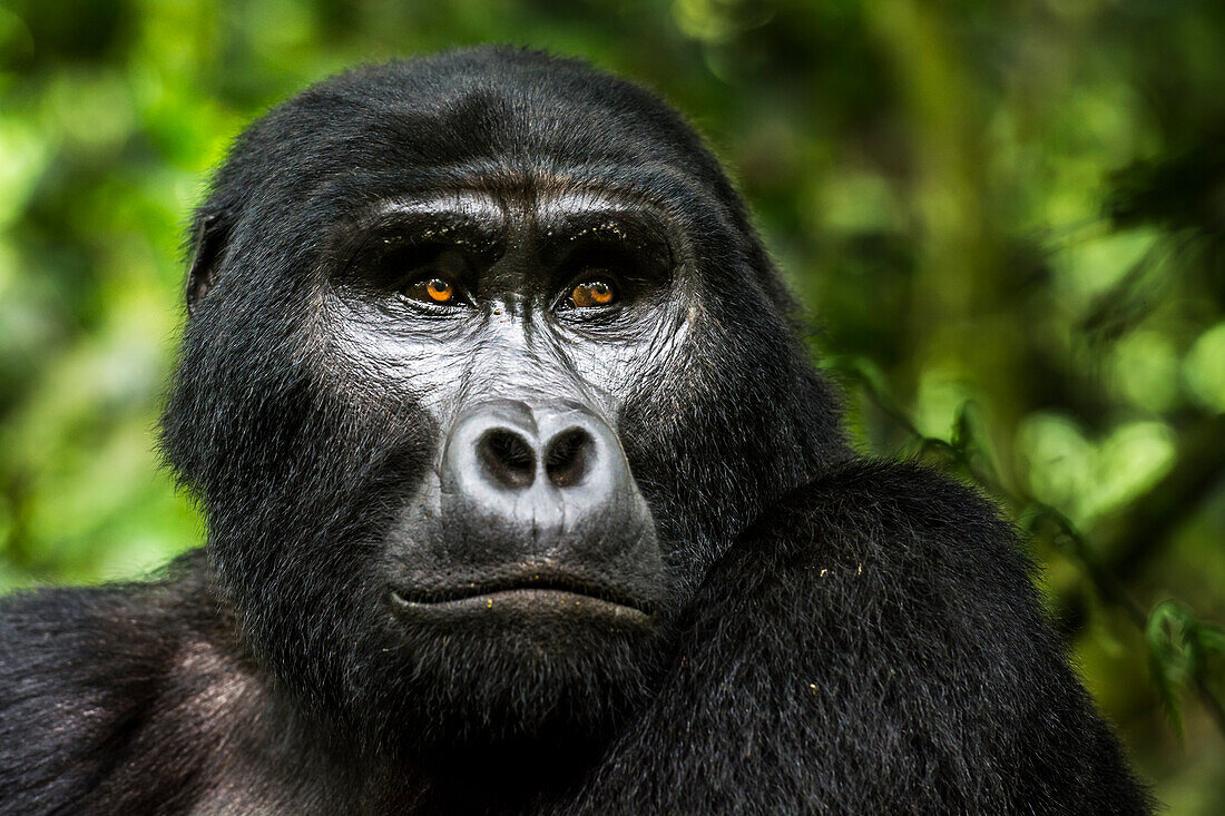 Berggorilla (Gorilla beringei beringei). Bwindi Undurchdringlicher Wald. Uganda