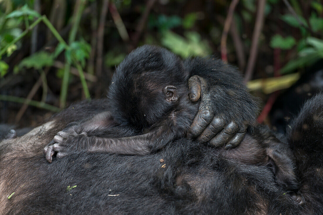 Baby des Berggorillas (Gorilla beringei beringei). Bwindi Undurchdringlicher Wald. Uganda
