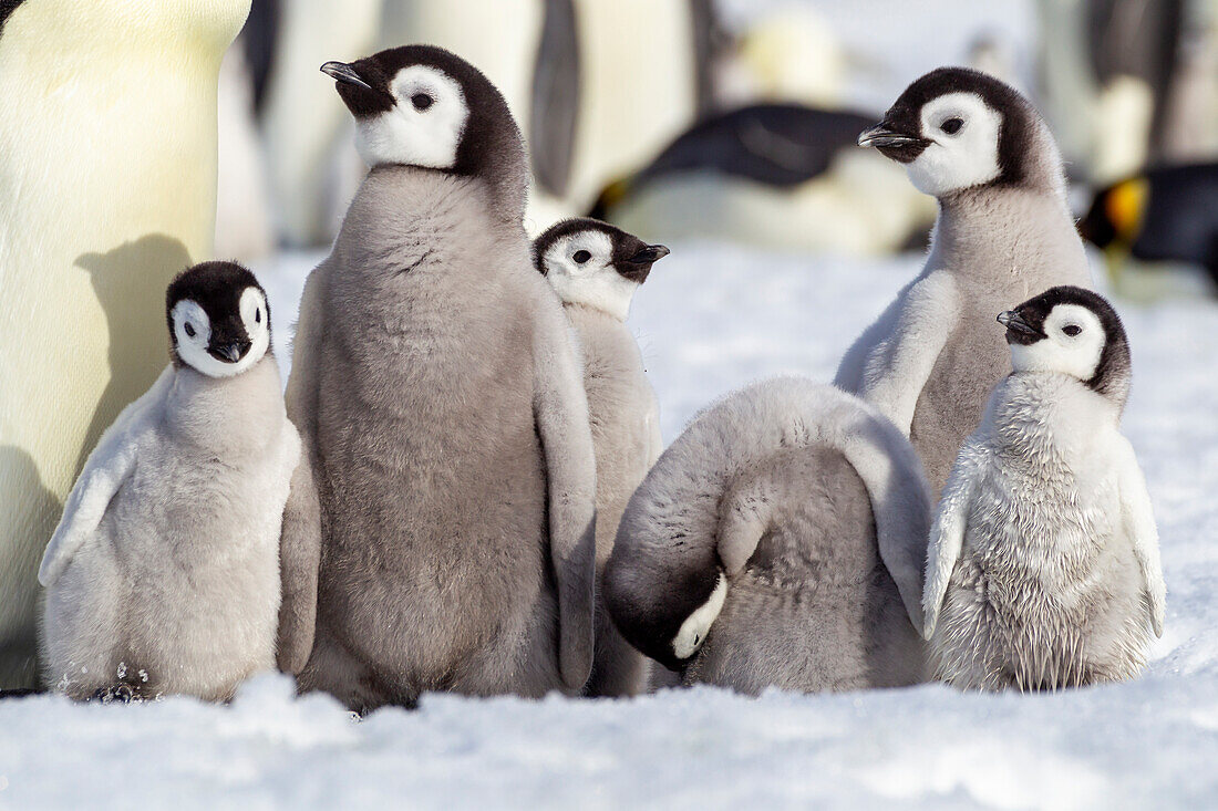 Antarktis, Snow Hill. Eine Gruppe von Kaiserpinguinküken drängt sich zusammen, was die Größenunterschiede betont.