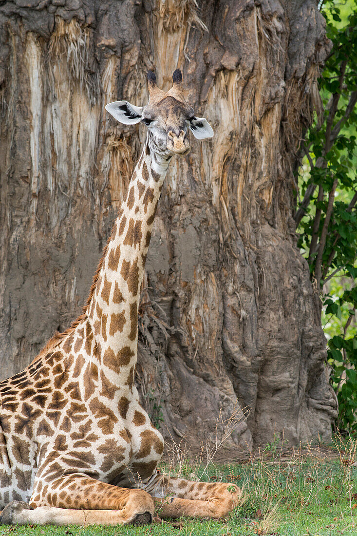 Afrika, Sambia, South Luangwa Nationalpark. Thornicroft-Giraffe (Giraffa camelopardalis thornicrofti)