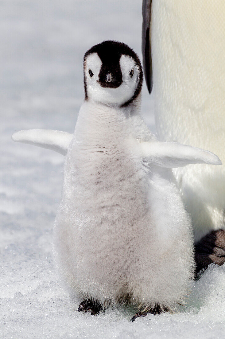 Antarktis, Snow Hill. Porträt eines Kaiserpinguinkükens, das mit den Flügeln schlägt.