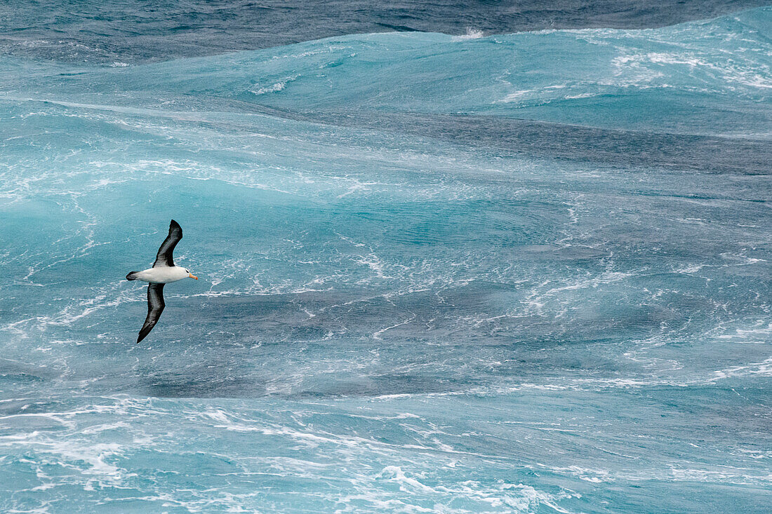 Antarctica, Drake Passage. Black-browed albatross soaring.
