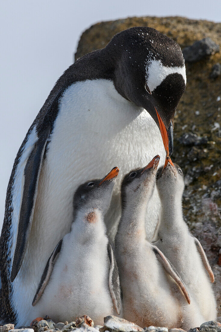 Antarctica, Antarctic Peninsula, Brown Bluff. Gentoo penguin feeding three chicks.