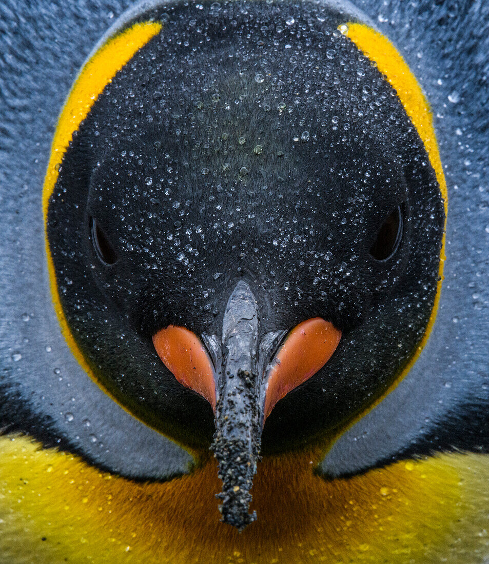 South Georgia Island. King penguin portrait.
