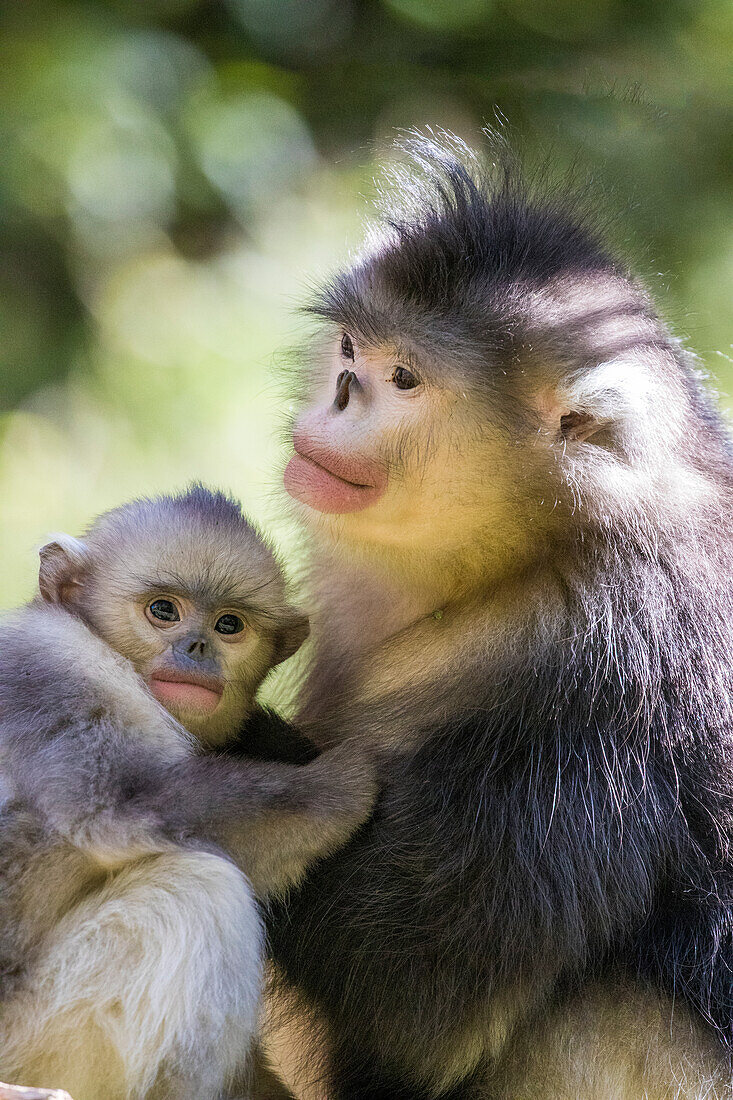 Asia, China, Tacheng, Yunnan Black Snub-Nosed monkeys, Adult and Young