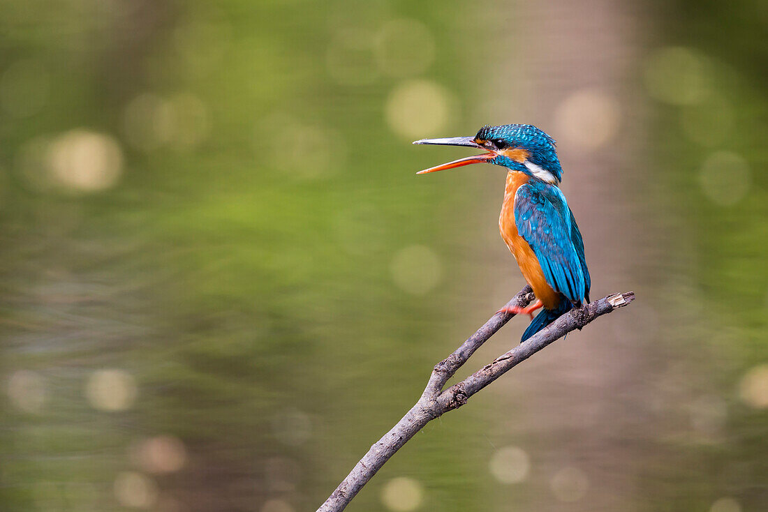 India, Madhya Pradesh, Bandhavgarh National Park. A kingfisher calls to its mate while sitting on a branch.