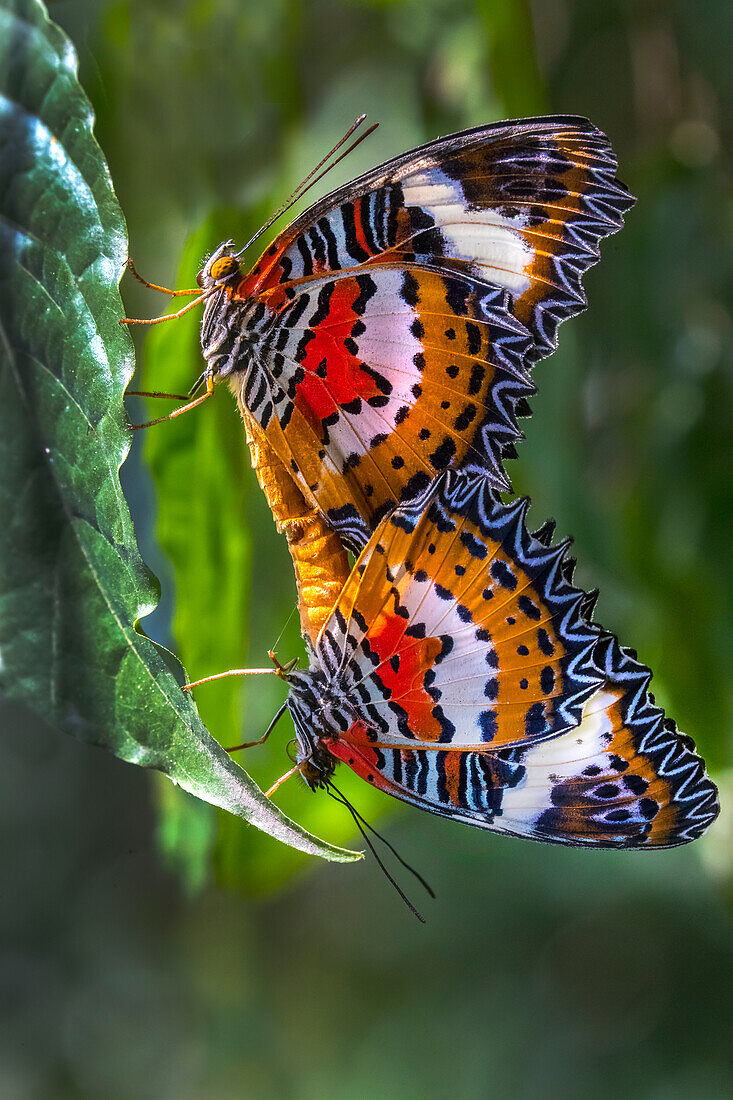 Indonesia, Bali. Malay lacewing butterflies mating on leaf.