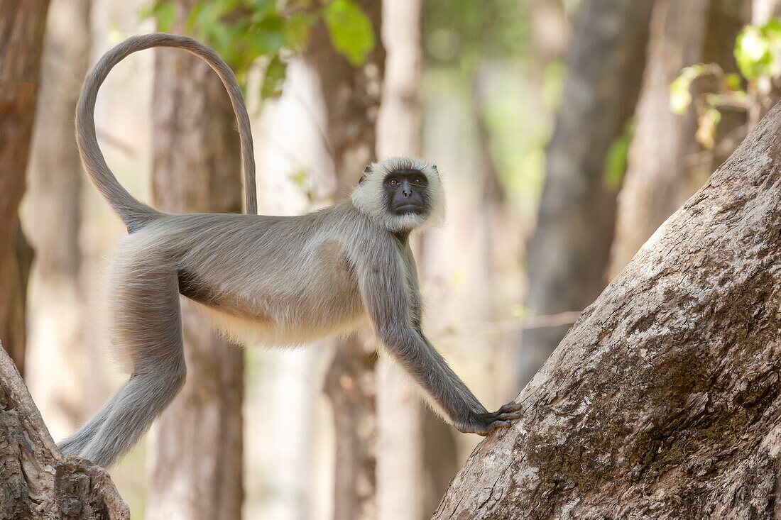 Indien, Madhya Pradesh, Kanha-Nationalpark. Ein Langur, der in den Bäumen ruht und seinen langen, anmutigen Schwanz zeigt, den er für das Gleichgewicht verwendet.