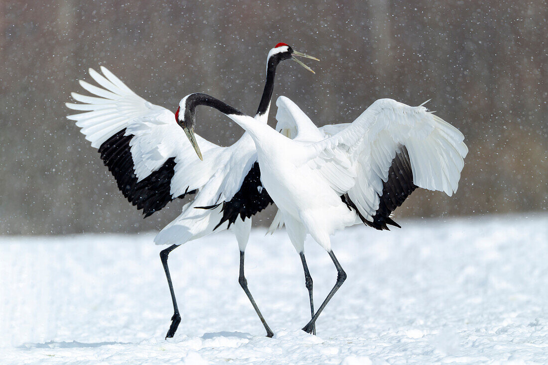 Asia, Japan, Hokkaido, Kushiro, Akan International Crane Center, red-crowned crane, Grus japonensis. Two red-crowned cranes dance together in the lightly falling snow.