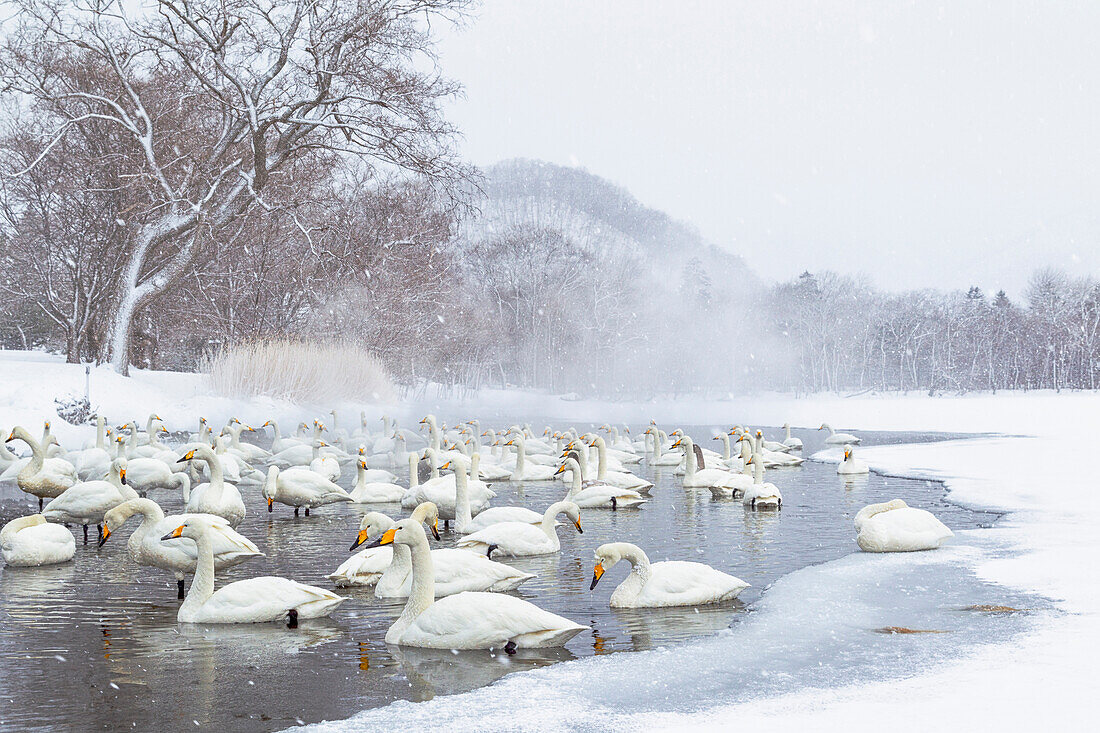 Asia, Japan, Hokkaido, Lake Kussharo, whooper swan, Cygnus cygnus. A group of whooper swans congregate in the misty open thermal water at dawn.