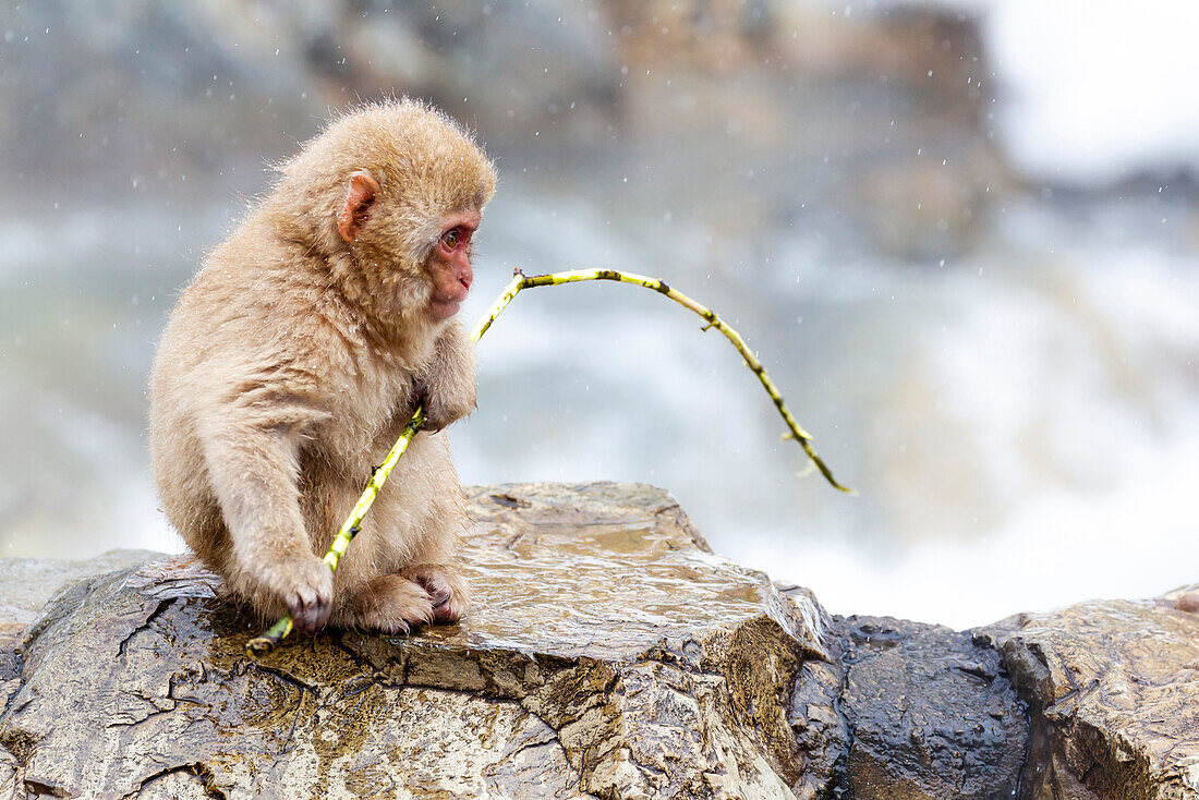 Asia, Japan, Nagano, Jigokudani Yaen Koen, Snow Monkey Park, Japanese macaque, Macaca fuscata. A baby snow monkey carries a bit of bamboo at the edge of the hot pool.