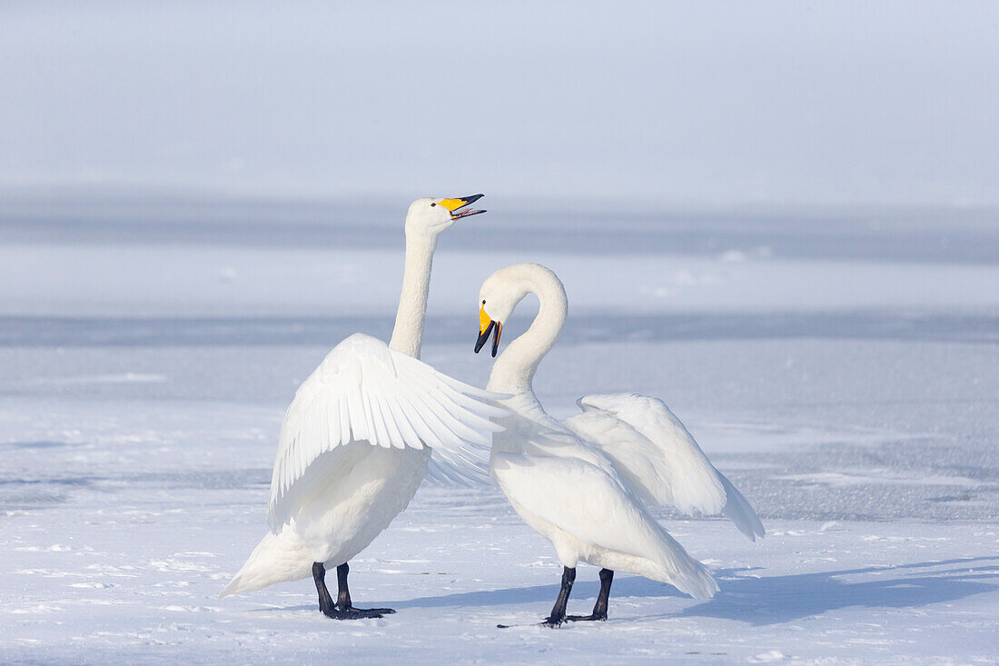Asien, Japan, Hokkaido, Lake Kussharo, Singschwan, Cygnus cygnus. Ein Singschwanpaar feiert nach der Landung auf dem Eis lautstark miteinander.