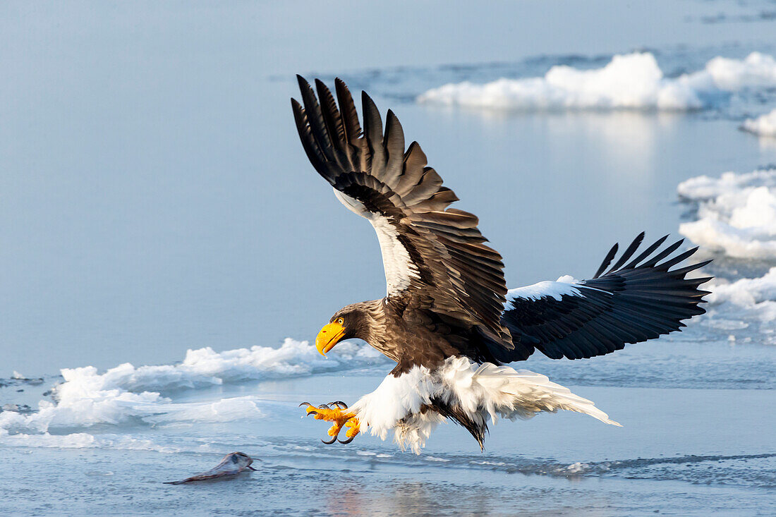 Asia, Japan, Hokkaido, Rausu, Steller's sea eagle, Haliaeetus pelagicus. A Steller's sea eagle swoops down with talons outstretched to get a fish on the ice.