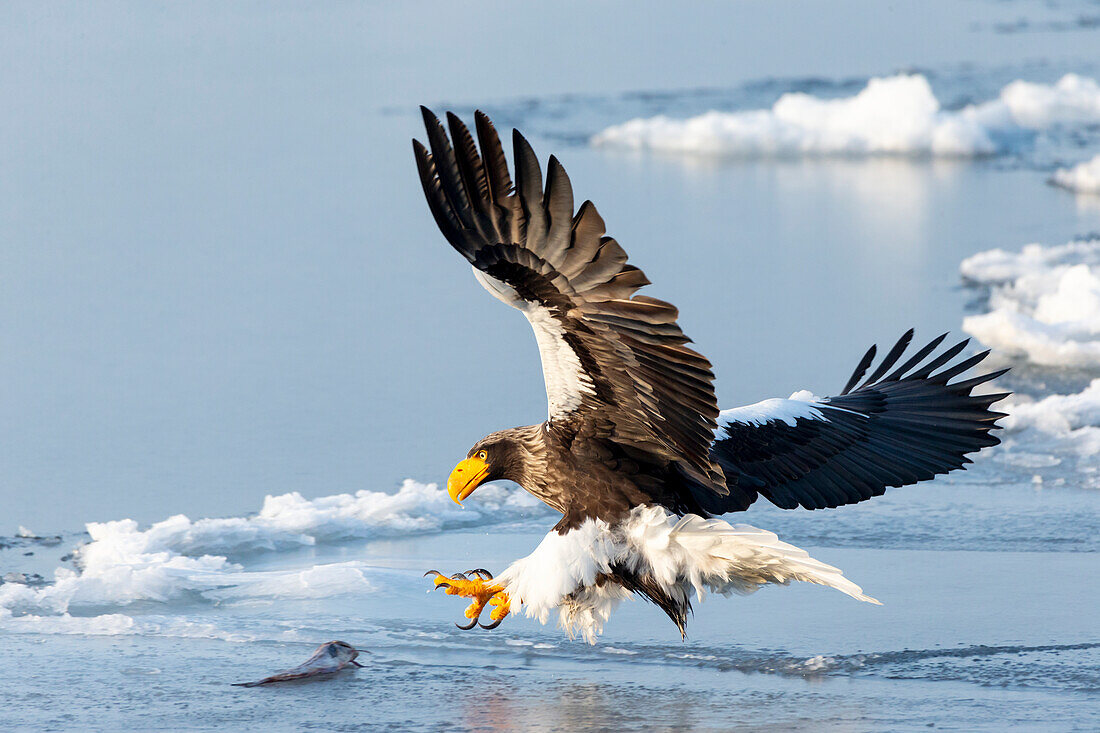 Asien, Japan, Hokkaido, Rausu, Stellers Seeadler, Haliaeetus pelagicus. Ein Steller-Seeadler stürzt mit ausgestreckten Krallen herab, um einen Fisch auf dem Eis zu erwischen.