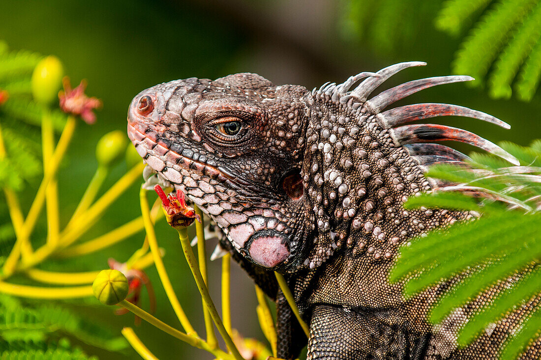 Grüner Leguan (Iguana iguana), St. Thomas, Amerikanische Jungferninseln.