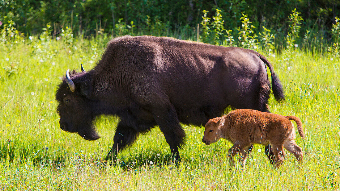 Kanada, Alberta. Ein weiblicher Bison führt ihr Kalb entlang des sonnigen Grases auf dem Alaska Highway.