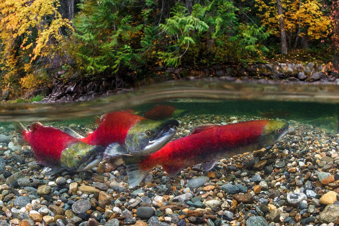 Canada, British Columbia, Adams River. Sockeye salmon split shot.