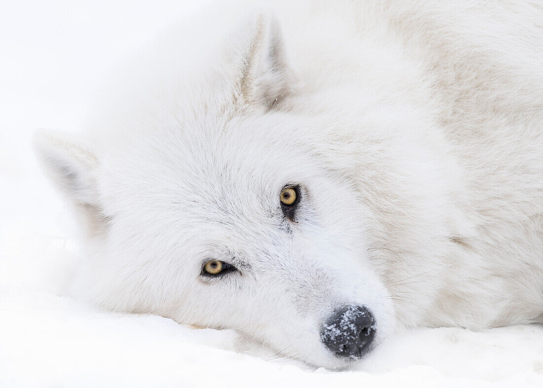 Kanada, Alberta, Yamnuska Wolfdog Sanctuary. Porträt des weißen Wolfshundes.