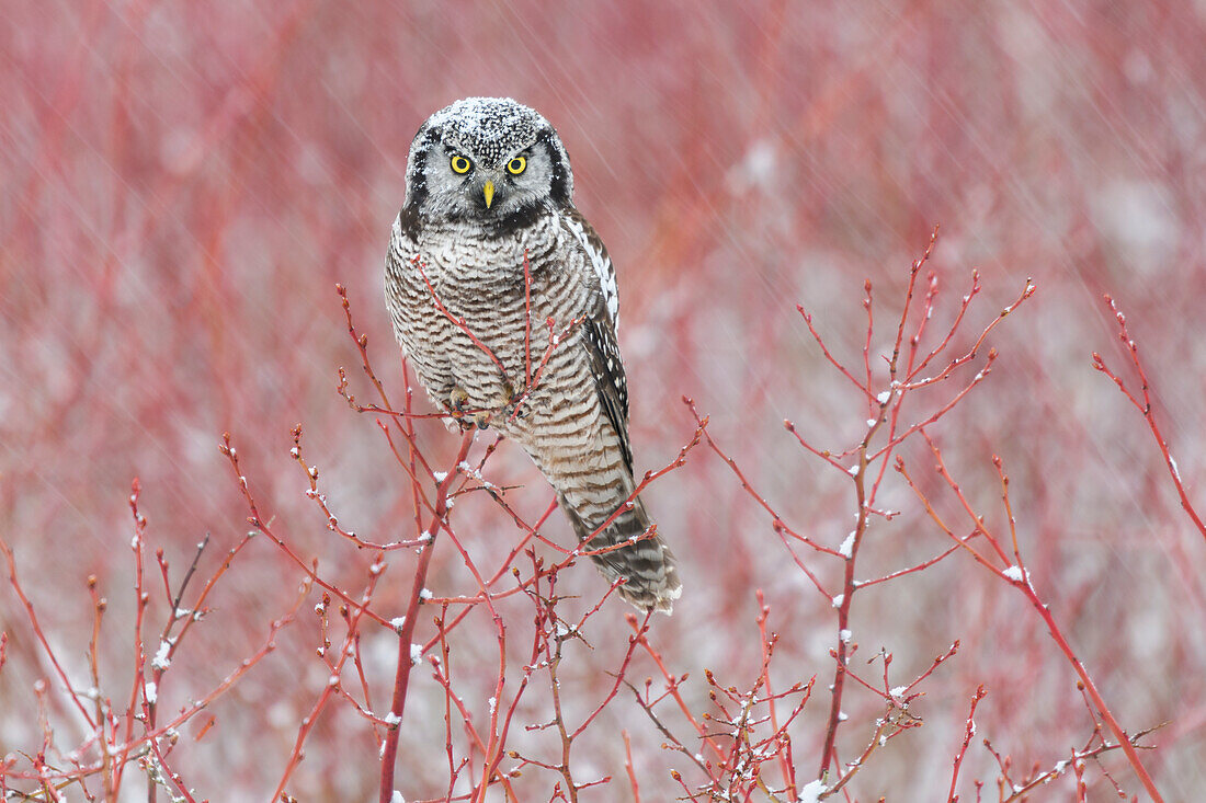 Canada, British Columbia. Northern hawk owl perched on blueberry bush.