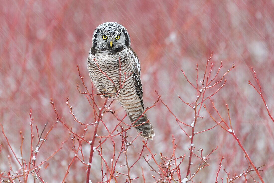 Kanada, British Columbia. Northern Hawk Owl thront auf Blaubeerbusch.