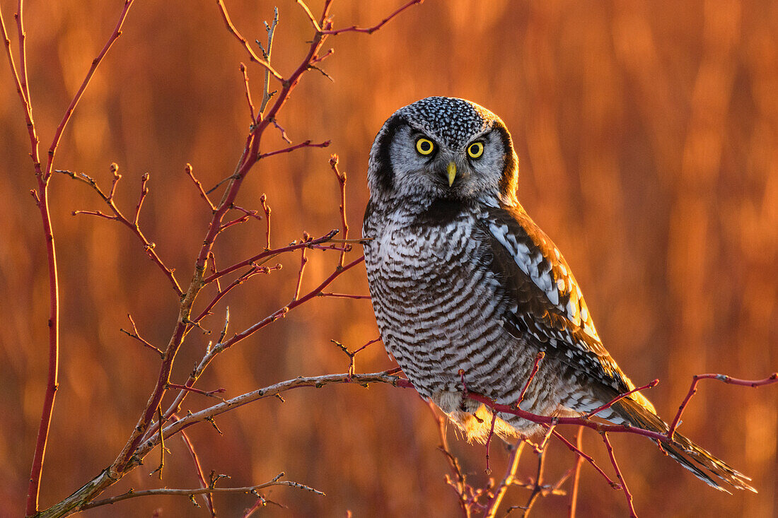 Canada, British Columbia. Northern hawk owl perched on blueberry bush.