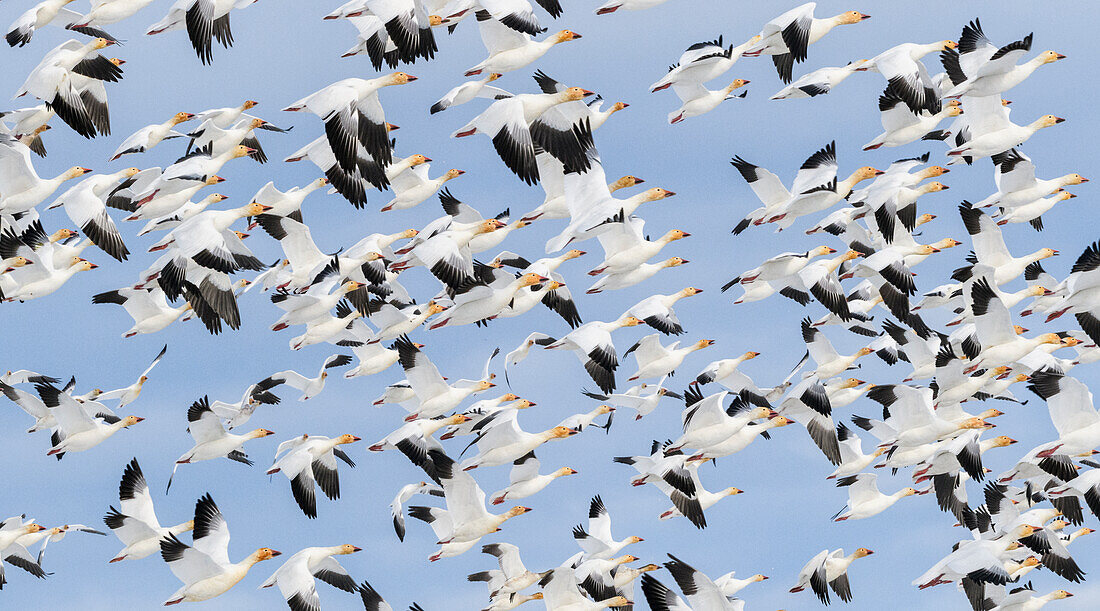 Canada, British Columbia. Reifel Bird Sanctuary, Snow geese flock in flight.
