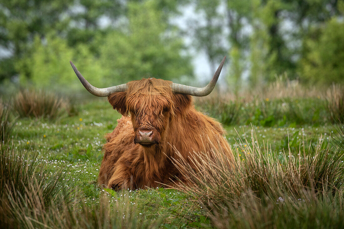 Scotland, The Isle of Skye. Close-up of highland cow.