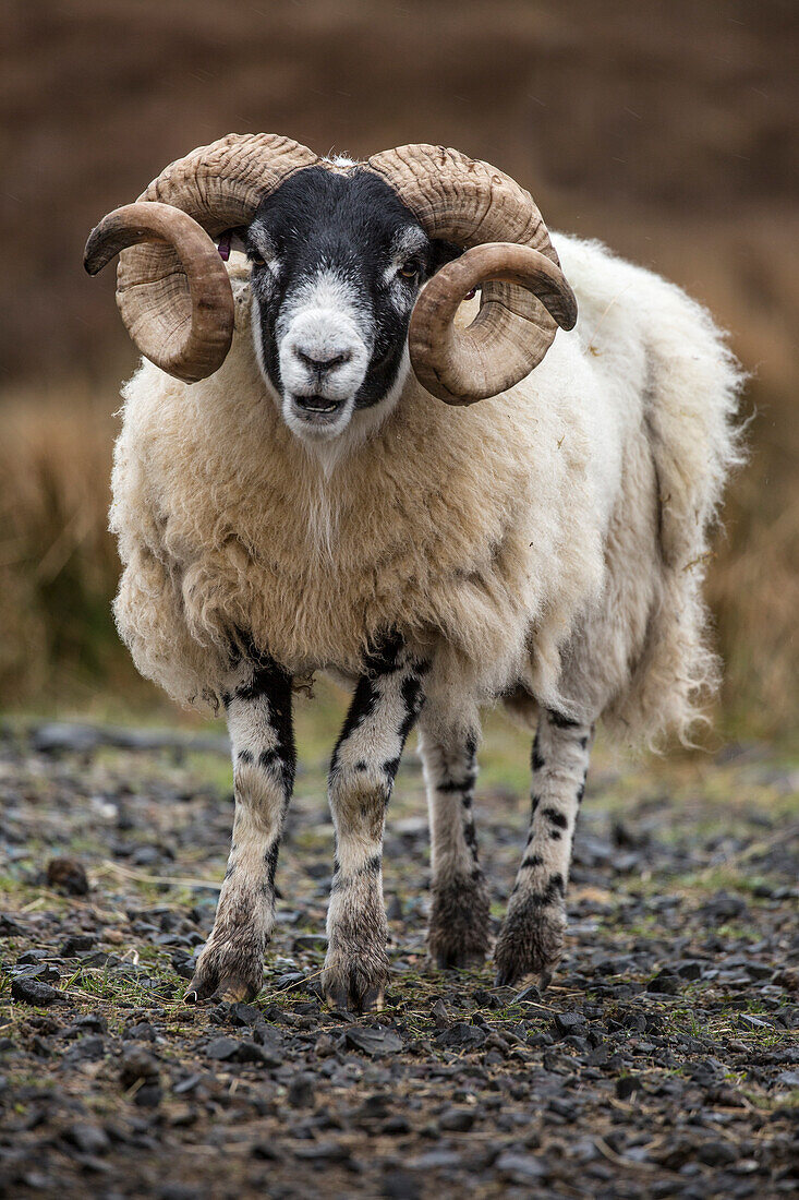 Scotland. Scottish black-faced sheep close-up.