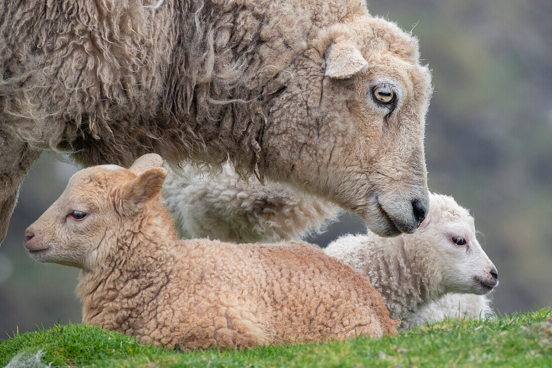 Großbritannien, Shetland, Fair Isle. Shetland-Schaf, Mutterschaf mit Lamm.