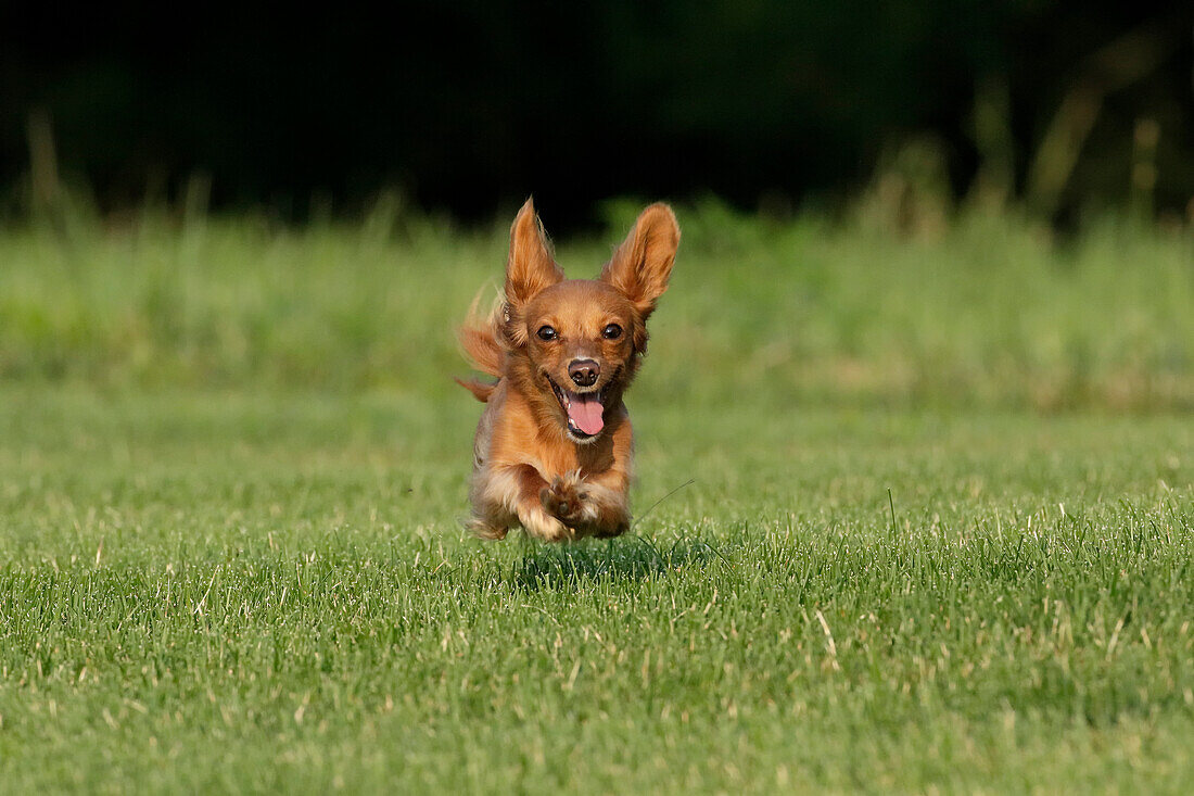 Miniature Dachshund running toward camera.