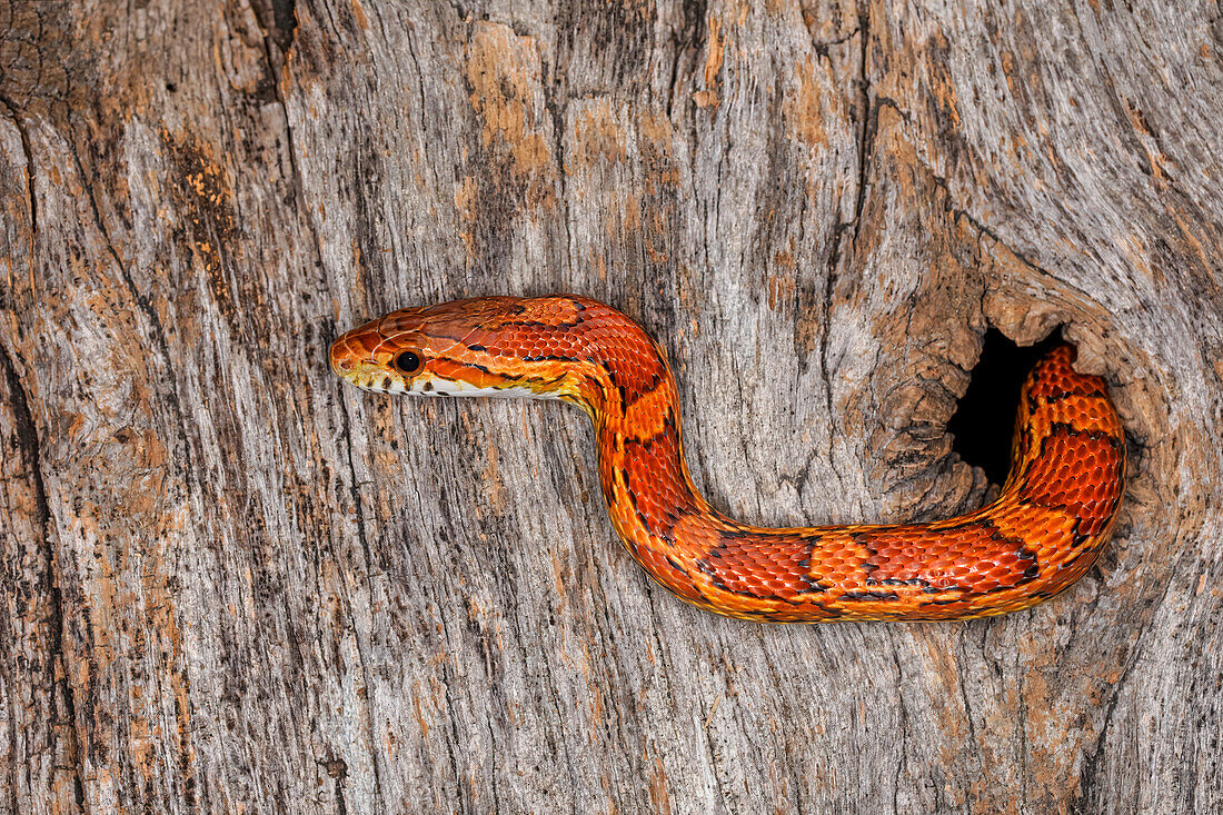 Corn Snake emerging from hole in barn.